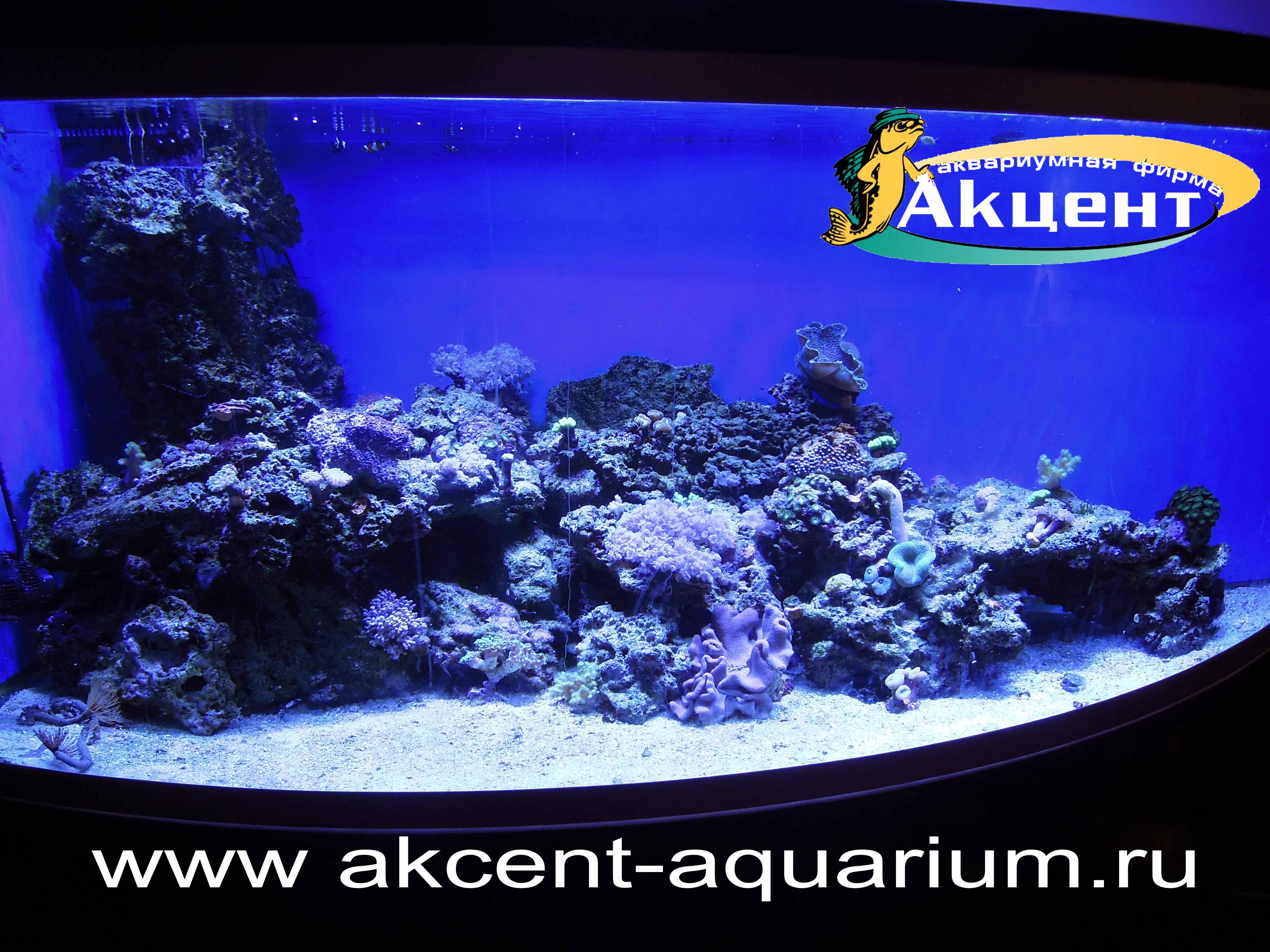 Акцент-аквариум, угловой морской аквариум с гнутым стеклом 800 литров, живые камни, мягкие кораллы, жесткие кораллы